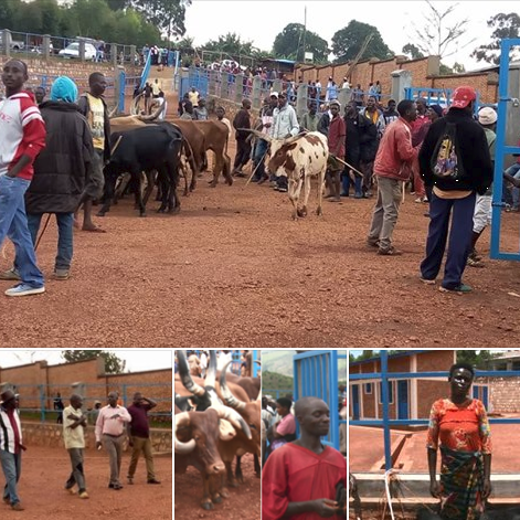 vache marche